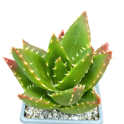 Aloe mitriformis