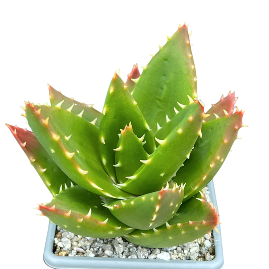 Aloe mitriformis
