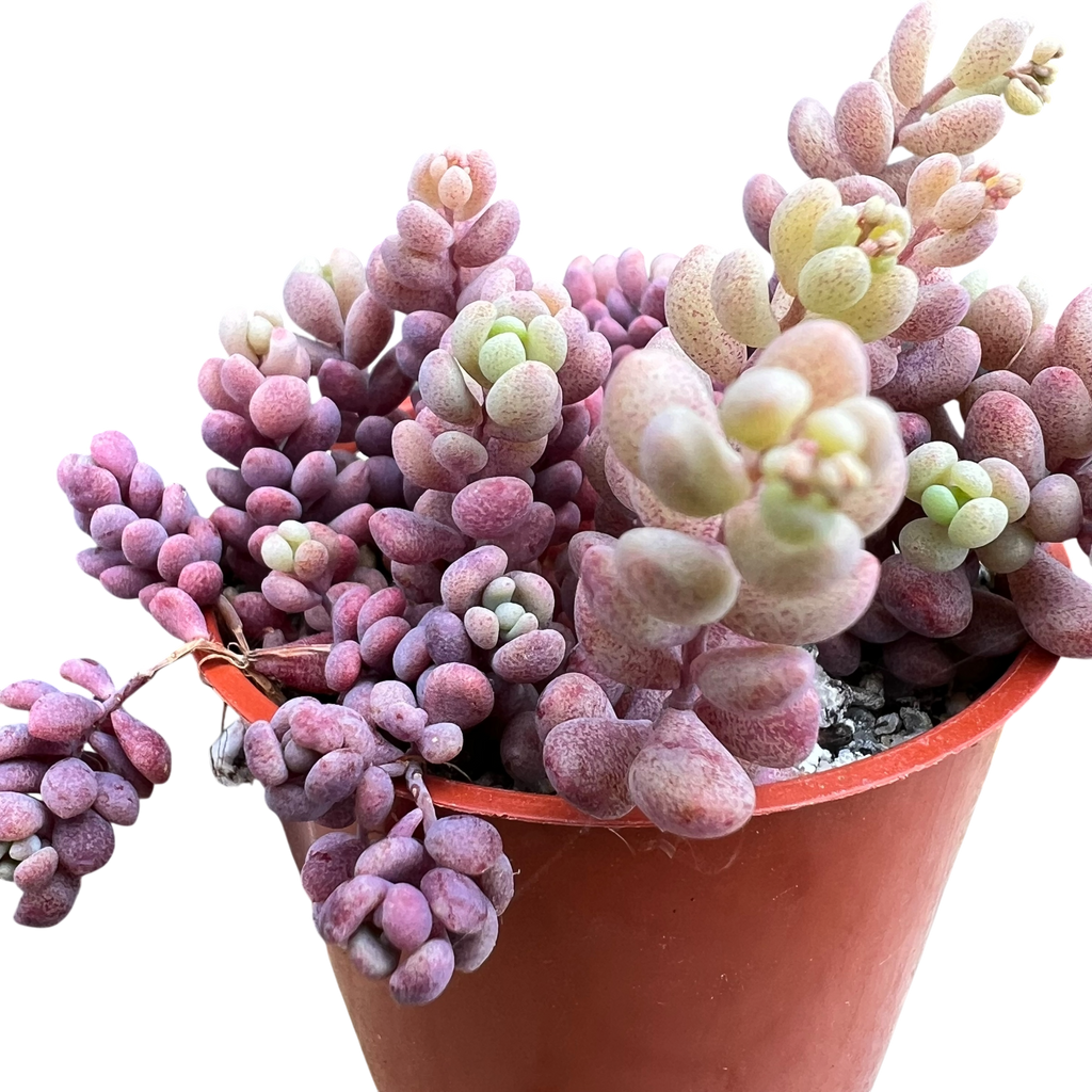 Sedum dasyphyllum major