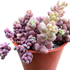Sedum dasyphyllum major