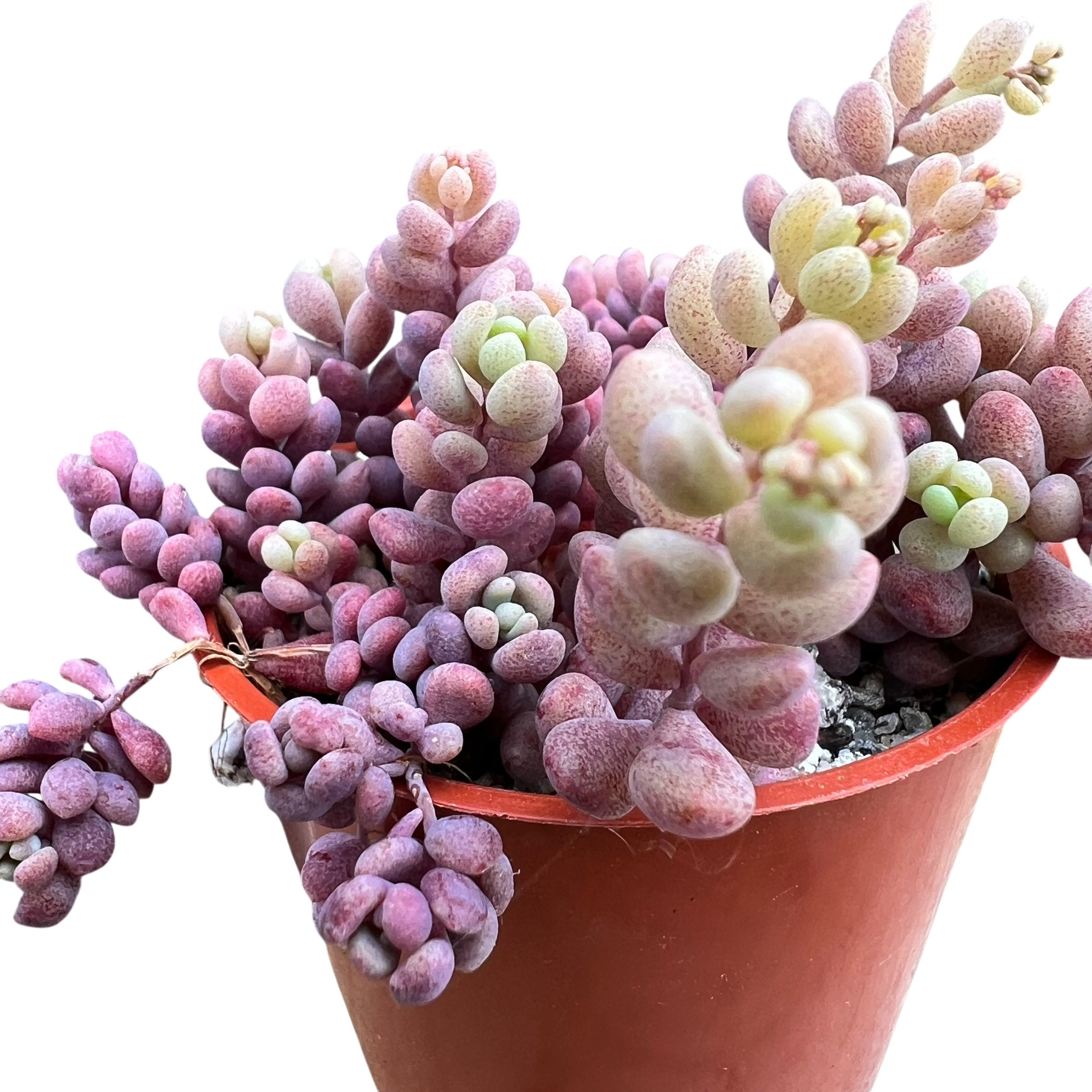 Sedum dasyphyllum major