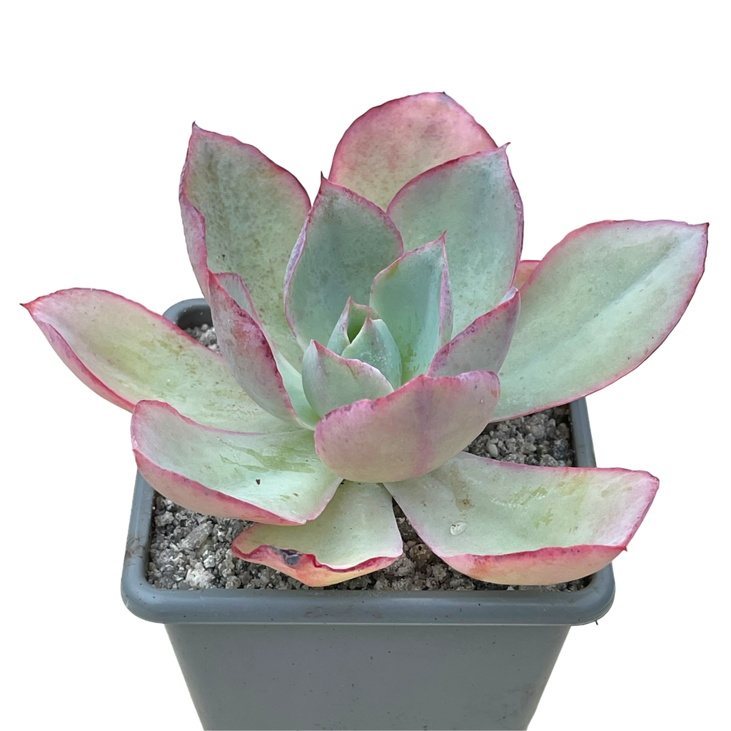 Echeveria lozano