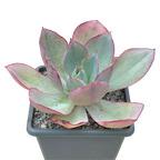 Echeveria lozano