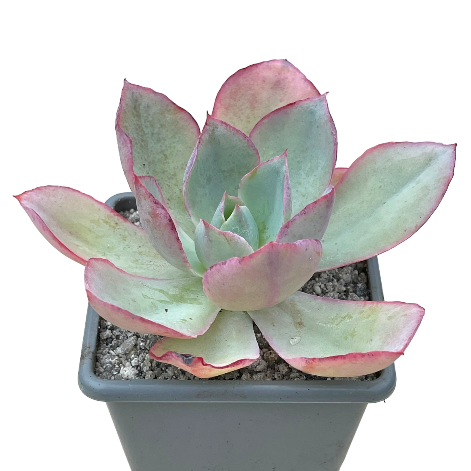Echeveria lozano