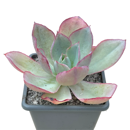 Echeveria lozano