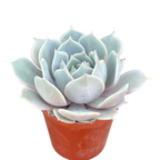 Echeveria runyonii