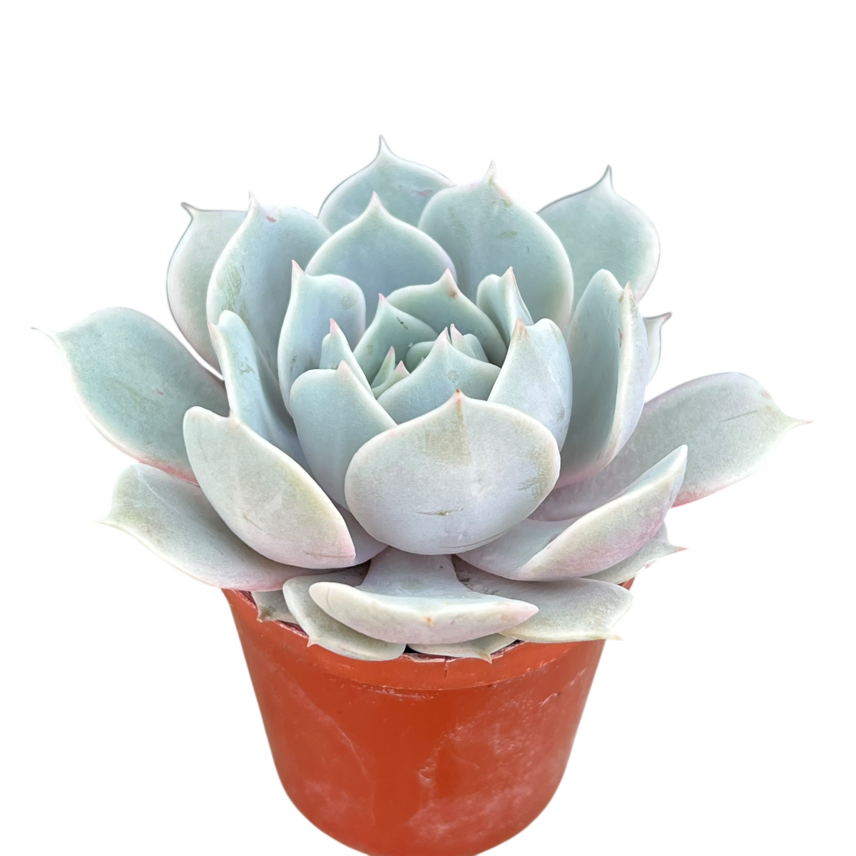 Echeveria runyonii