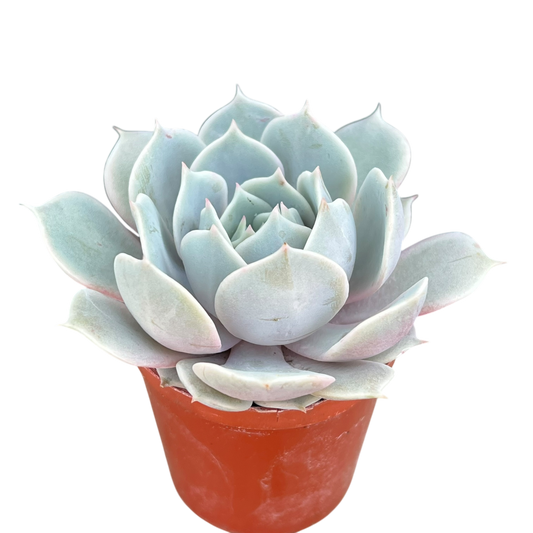 Echeveria runyonii