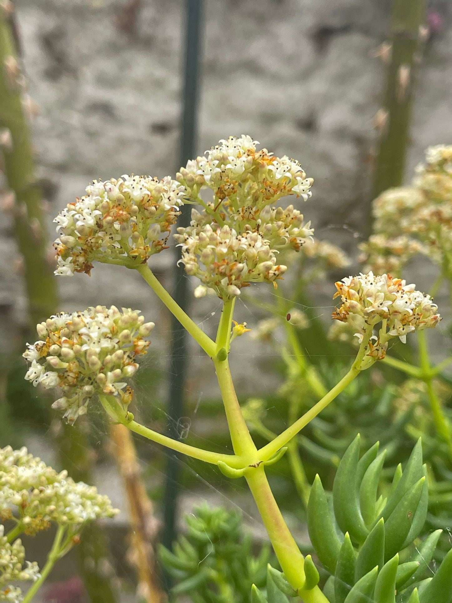 Crassula tetragona