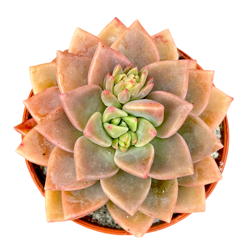 x Graptoveria 'Acaulis'