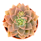 x Graptoveria 'Acaulis'