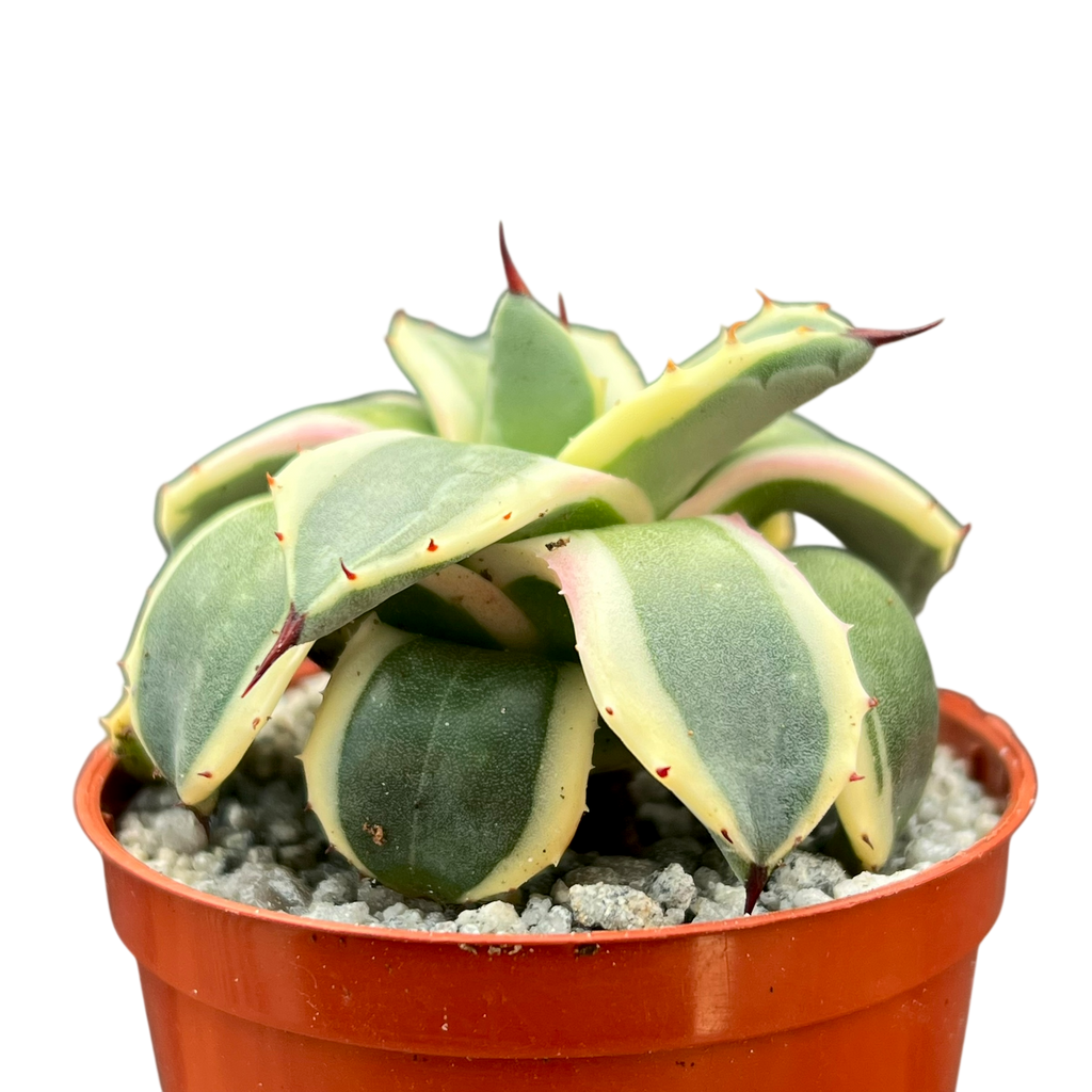 アガベ・アプラナータ 'クリームスパイク' – Surreal Succulents アガベ・アプラナータ 'クリームスパイク' – Surreal Succulents