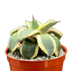 Agave applanata 'Cream Spike'