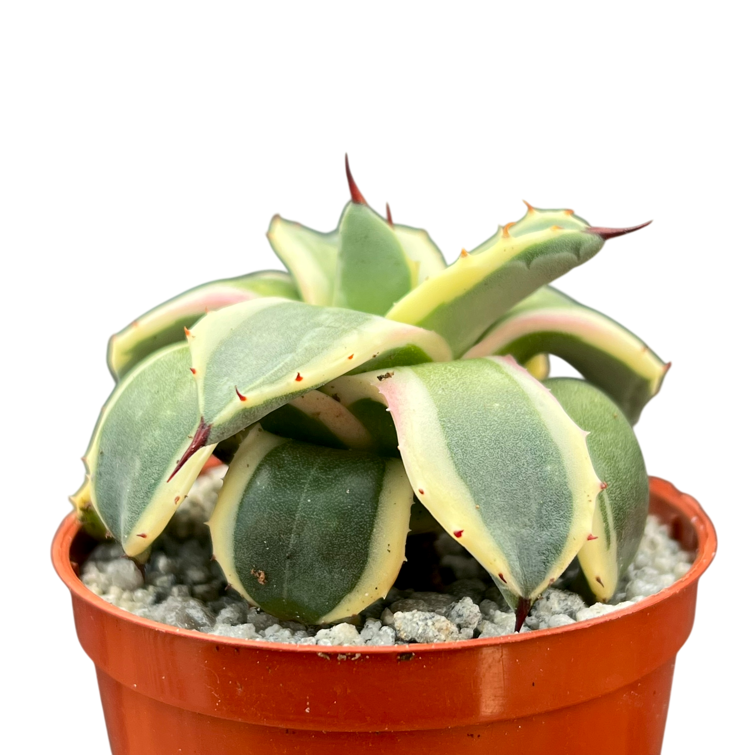 Agave applanata 'Cream Spike'