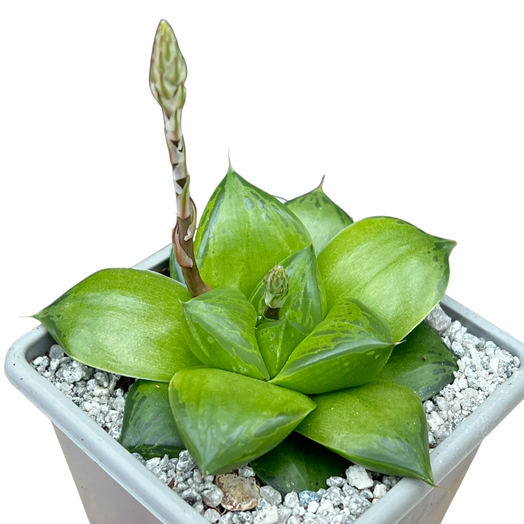 Haworthia 'Green Giant'