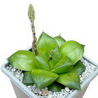 Haworthia 'Green Giant'