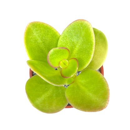 Crassula multicava