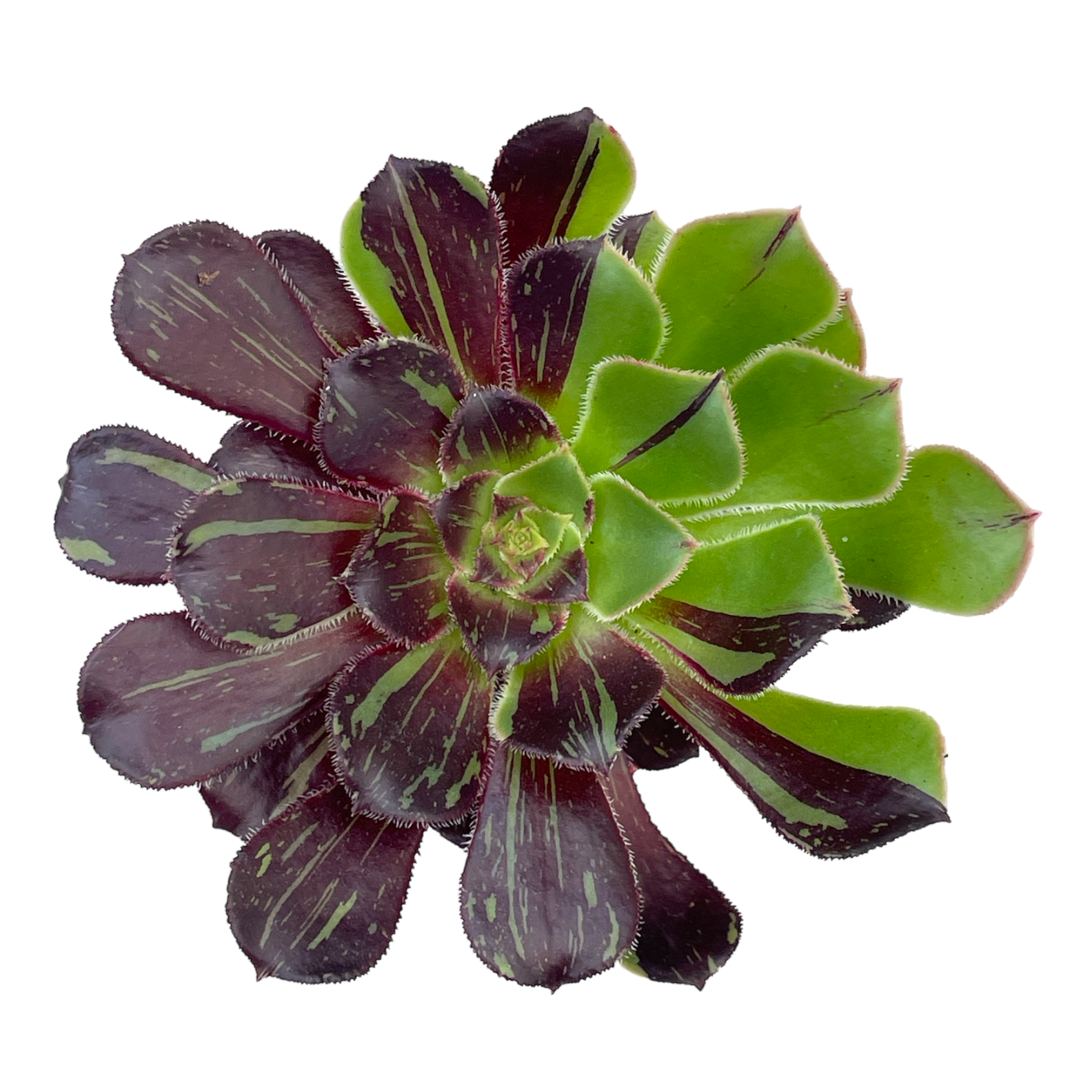 アエオニウム 'ビッグバン' – Surreal Succulents アエオニウム 'ビッグバン' – Surreal Succulents