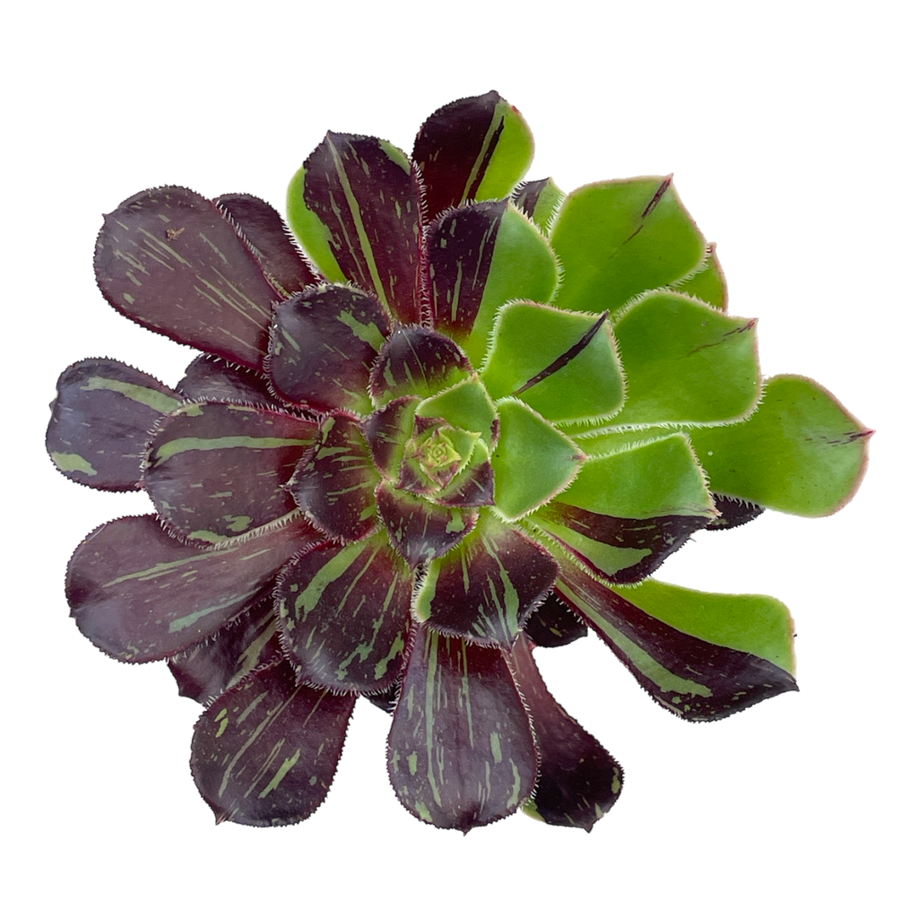 Aeonium 'Big Bang'