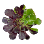 Aeonium 'Big Bang'