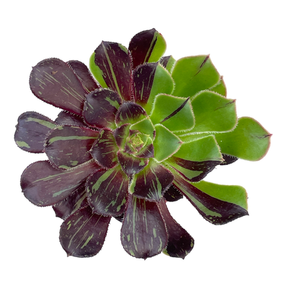 Aeonium 'Big Bang'