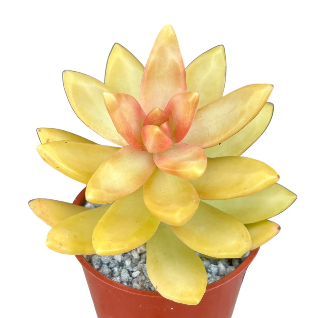 Sedum nussbaumerianum