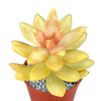 Sedum nussbaumerianum