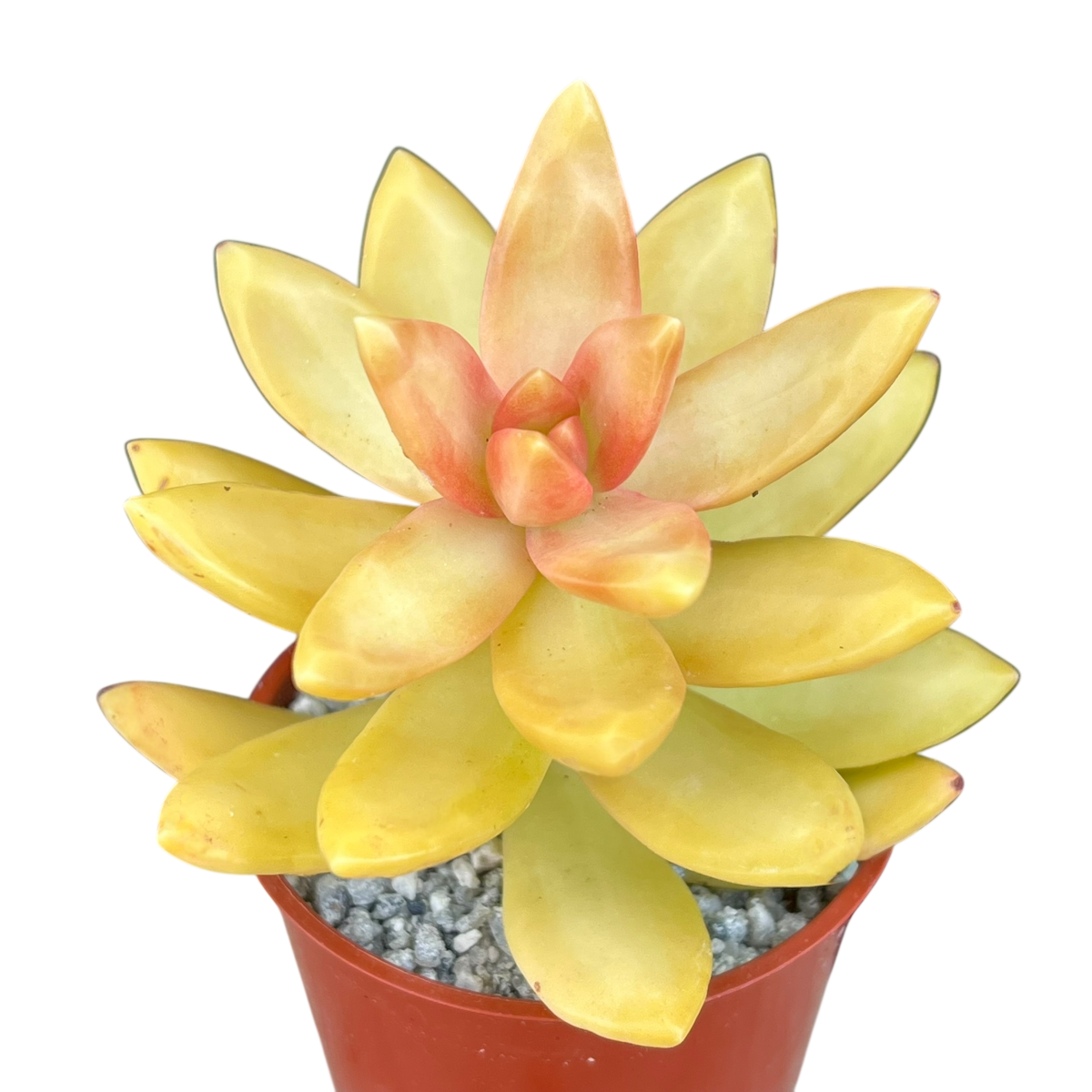 Sedum nussbaumerianum