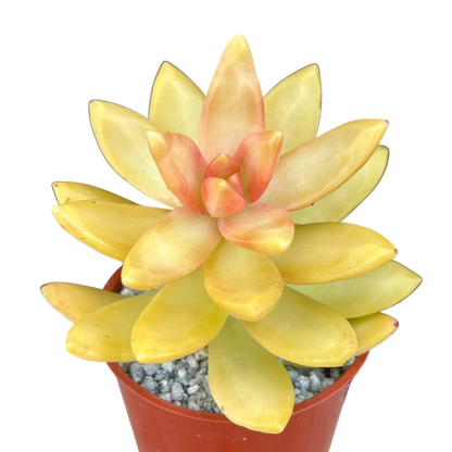 Sedum nussbaumerianum