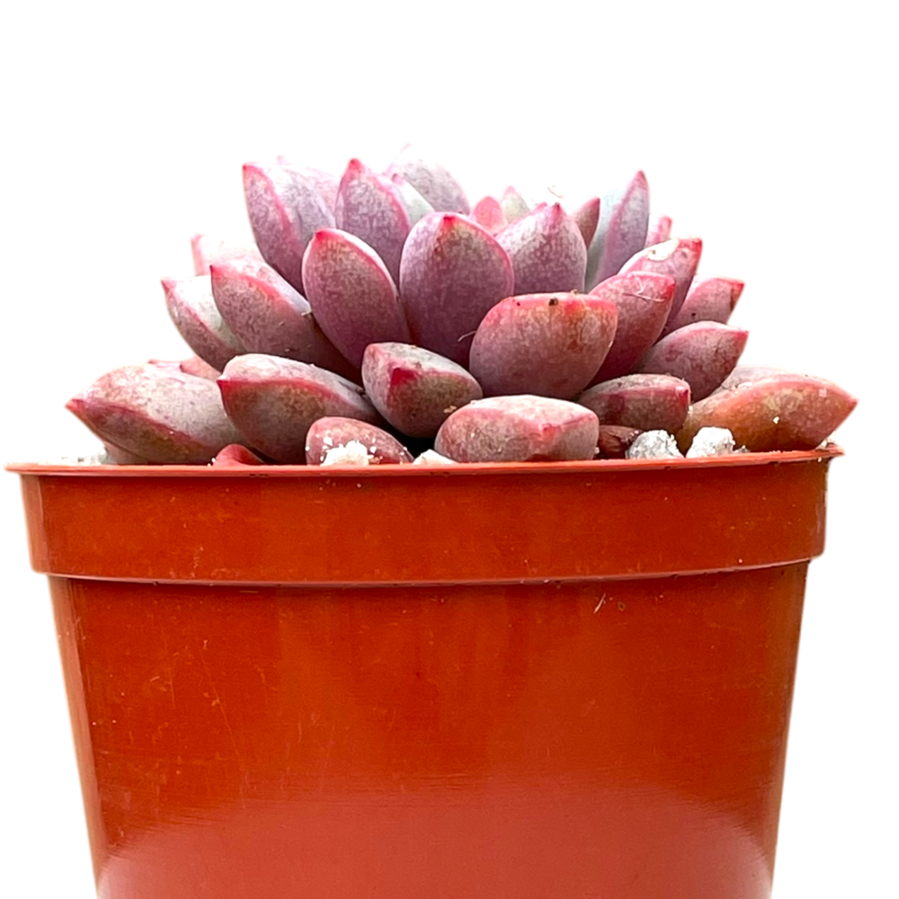 Echeveria subcorymbosa (Lau 030)