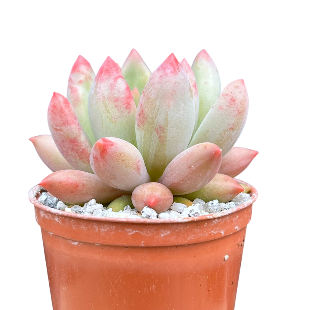 x Pachyveria 'Angel's Finger'