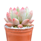 x Pachyveria 'Angel's Finger'