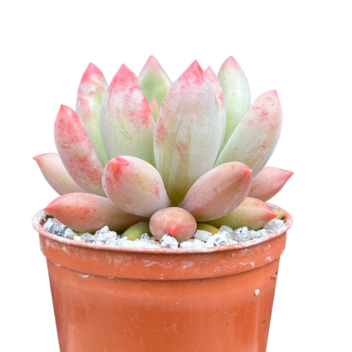 x Pachyveria 'Angel's Finger'