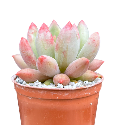 x Pachyveria 'Angel's Finger'