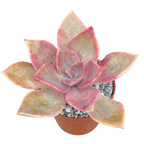 x Graptoveria 'Douglas Huth'