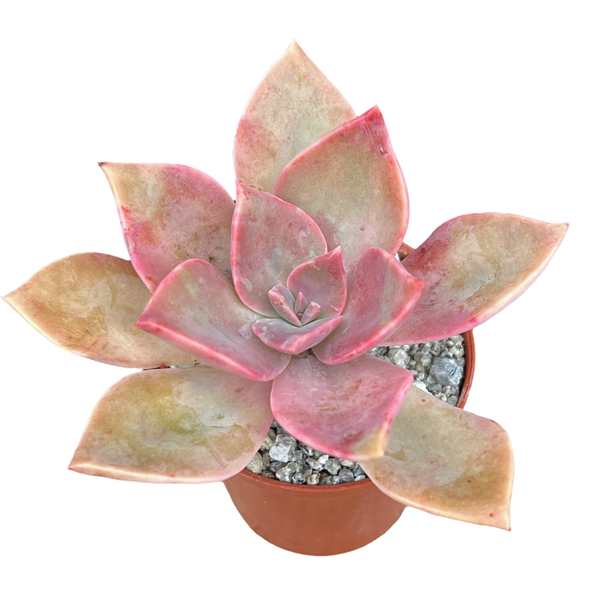 x Graptoveria 'Douglas Huth'