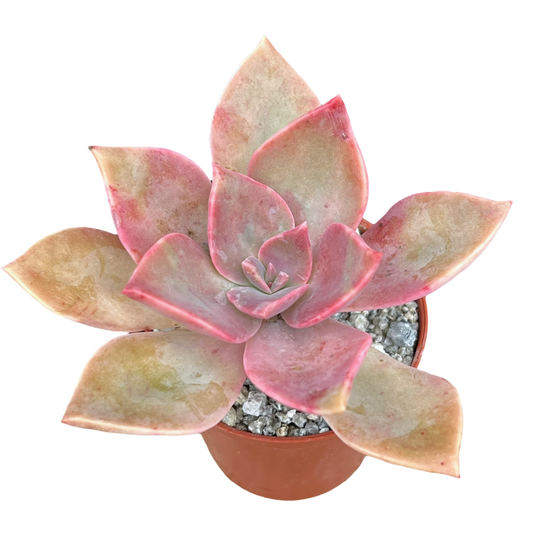 x Graptoveria 'Douglas Huth'
