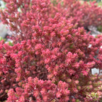 Sedum moranense