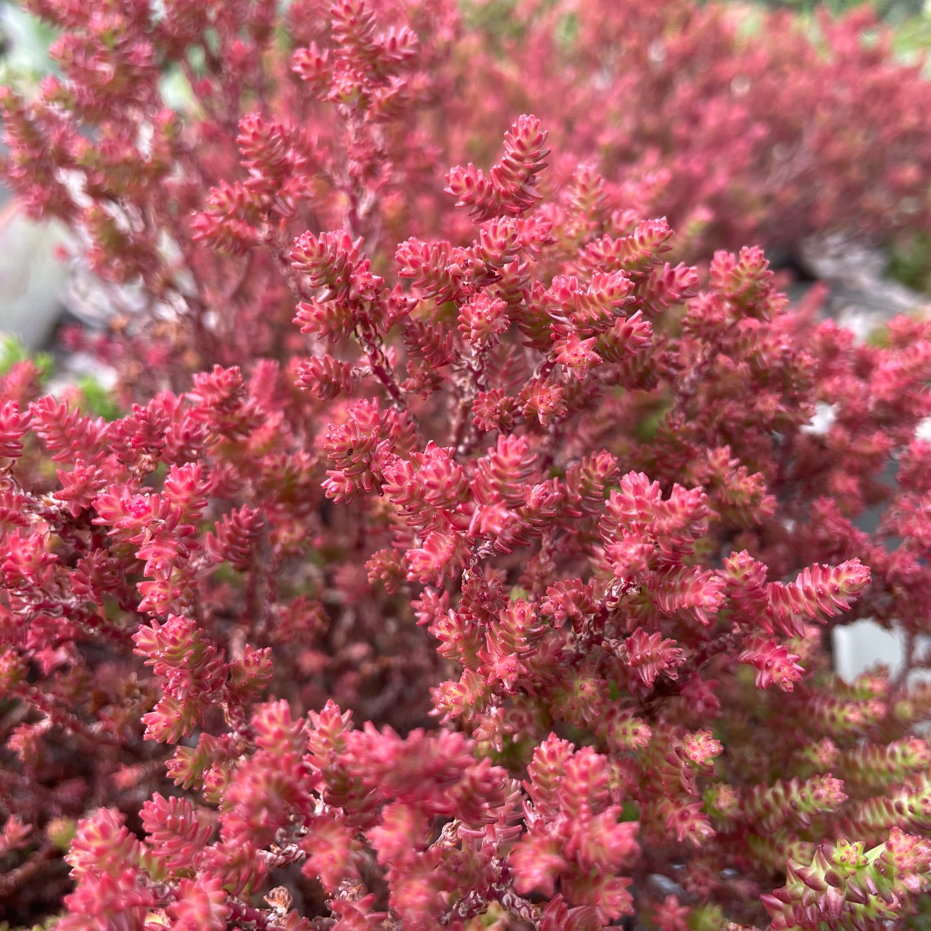 Sedum moranense