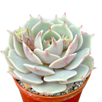 Echeveria 'Lola'
