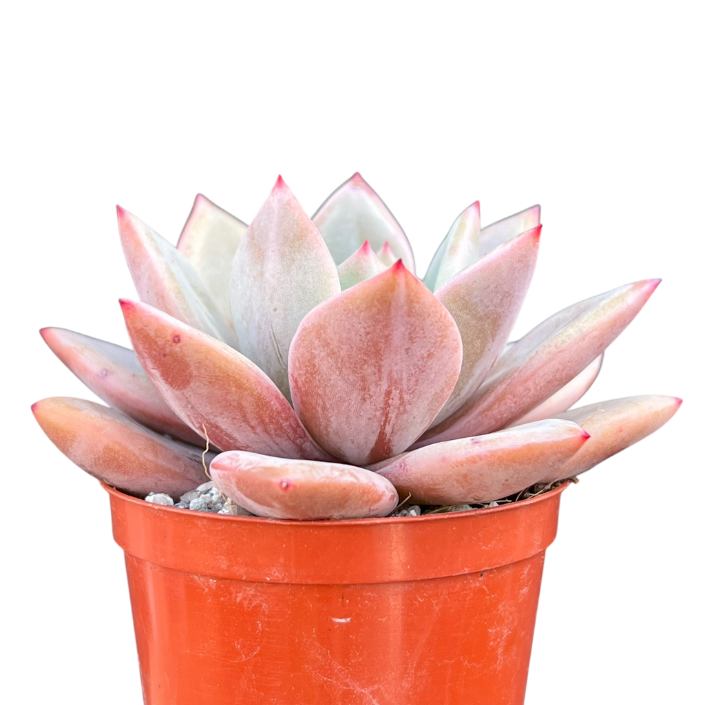 Echeveria 'Pink Champagne'