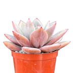 Echeveria 'Pink Champagne'