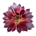 Aeonium 'Firecracker'