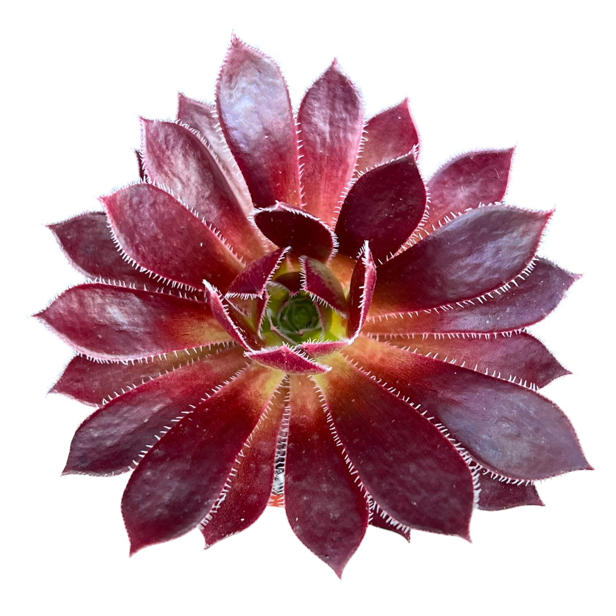 Aeonium 'Firecracker'