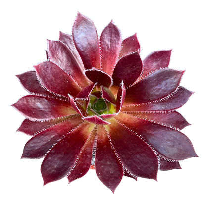 Aeonium 'Firecracker'
