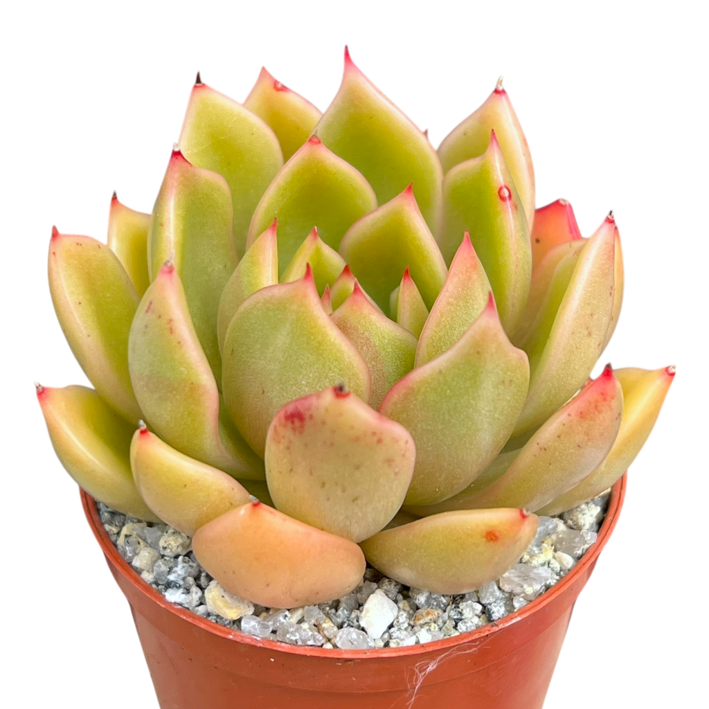 Echeveria agavoides 'Mira'