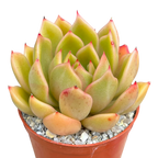 Echeveria agavoides 'Mira'