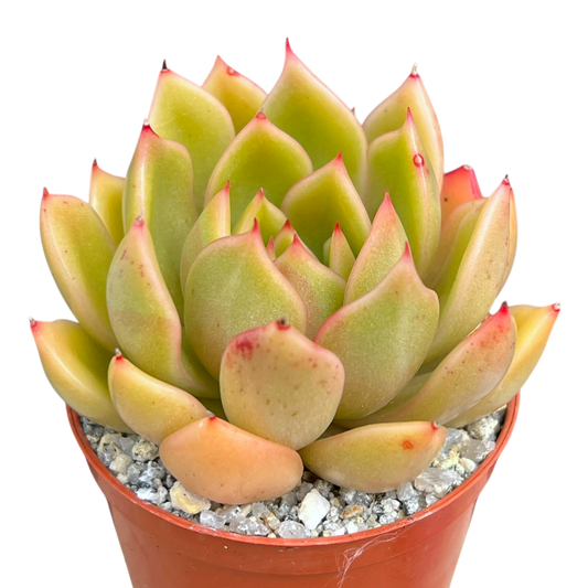 Echeveria agavoides 'Mira'