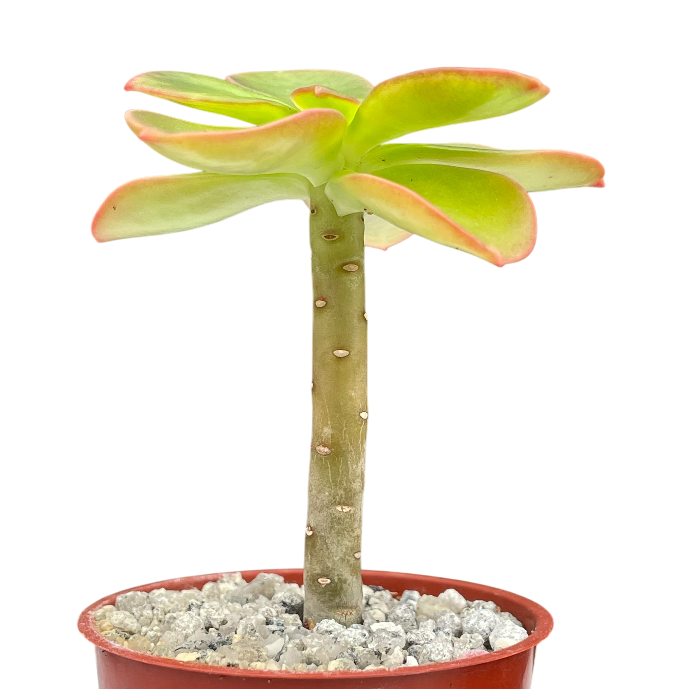 succulents native to montana Echeveria montana – Surreal Succulents