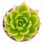 Echeveria agavoides 'Jade Galaxy'